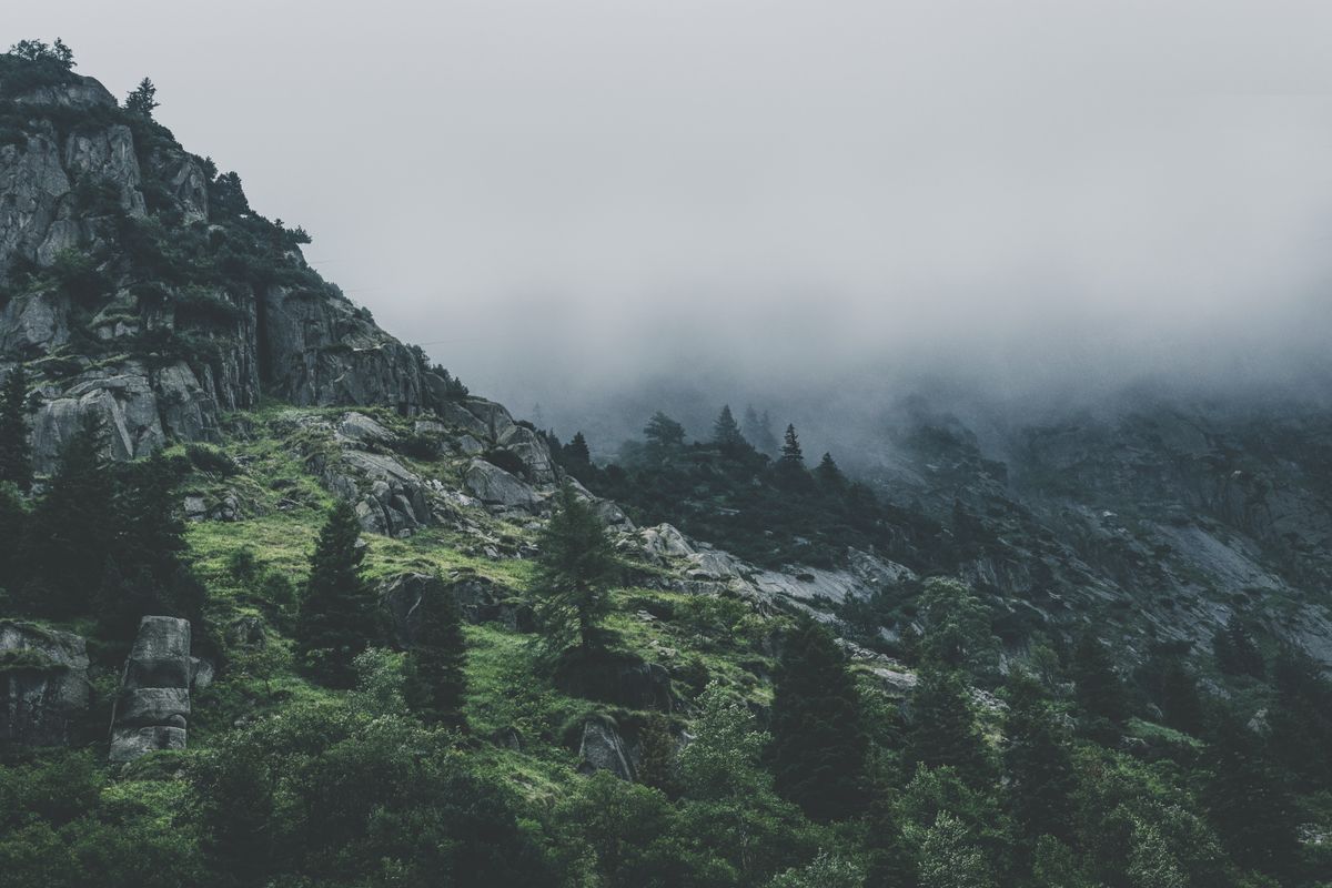 Wald in der Steiermark – unsere Heimat